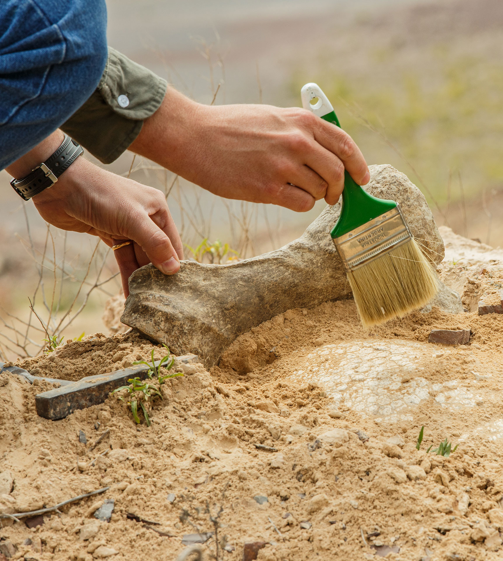 Cementos Avellaneda » Sostenibilidad » Proyectos » Paleontología